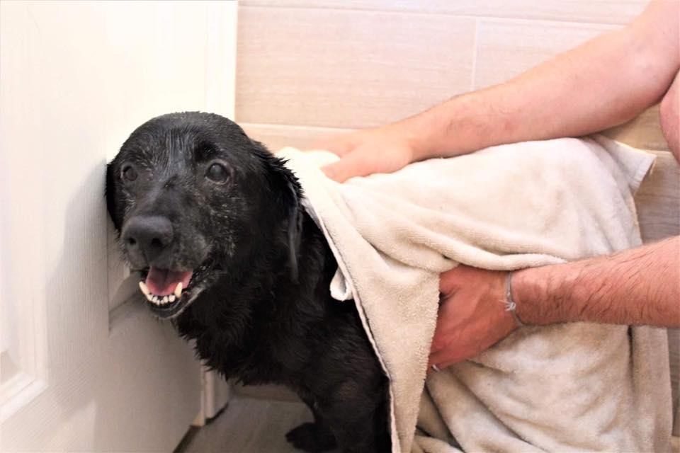 Senior rescue dog getting a bath