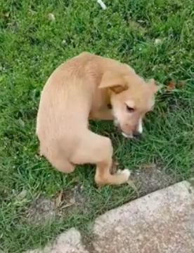 Abandoned puppy in Fort Worth wagging tail