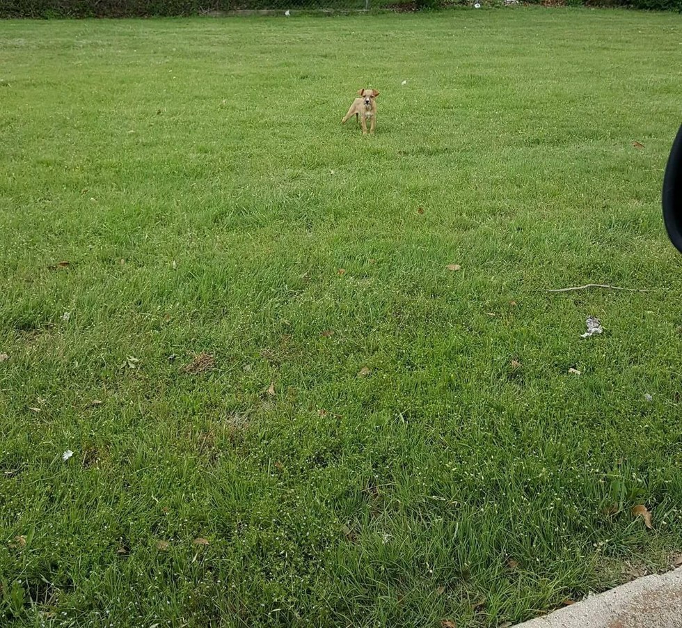 Abandoned puppy in Fort Worth dumping ground