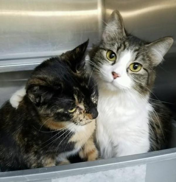 Bonded Cats Never Stop Cuddling At Shelter, Two Hours After Waiting