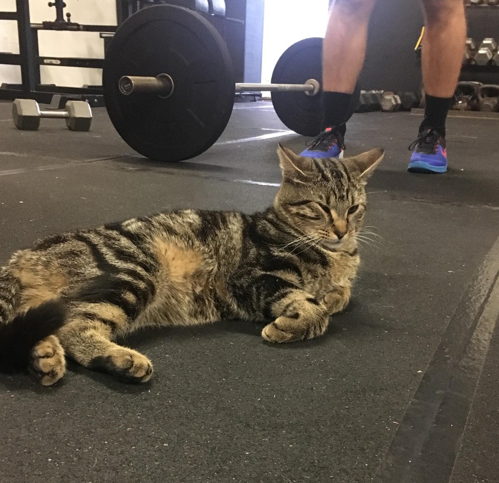 Stray Cat Wanders into Gym to Offer Some 'Help' and Motivation - Love Meow