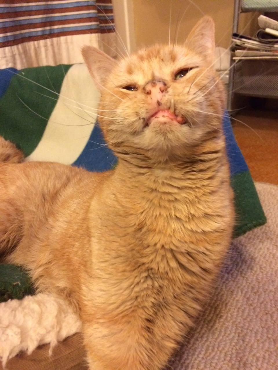 Some Called This Wobbly Cat "Weird" Looking but His Rescuers Know He is