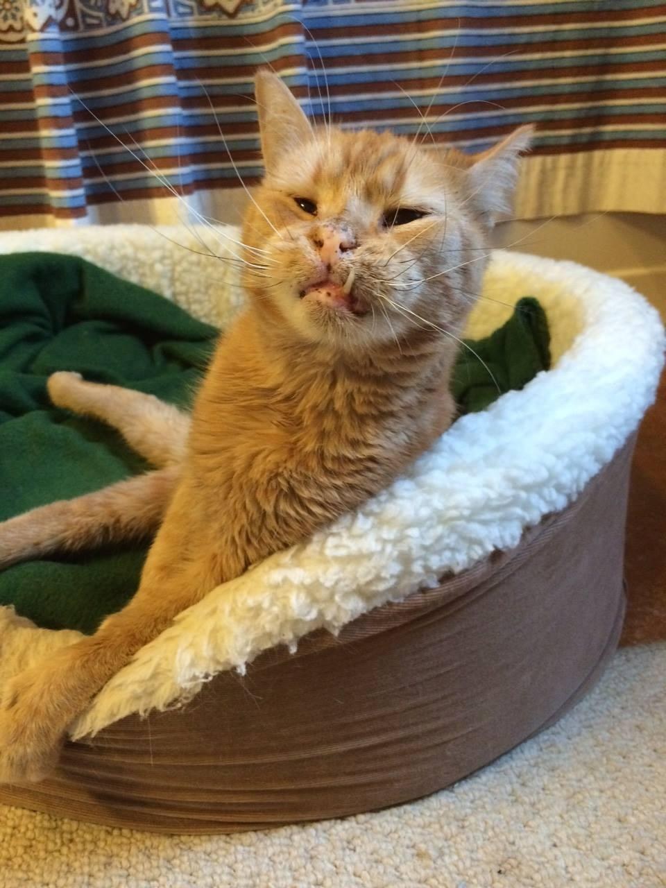 Some Called This Wobbly Cat "Weird" Looking but His Rescuers Know He is Perfect and Handsome