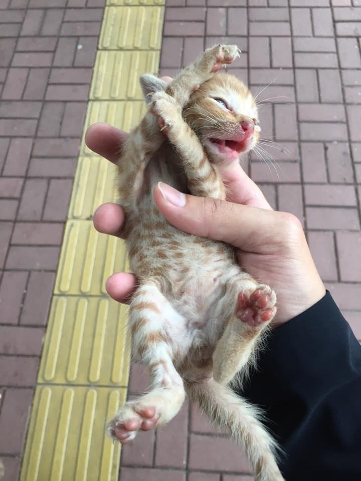 Takut dan tak bisa menyelamatkan diri di jalan raya, seekor kucing 