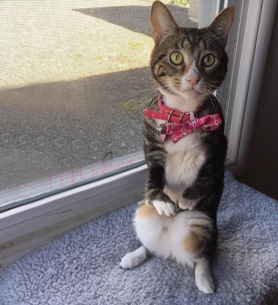 Mini Kitten with 'Kangaroo' Arms Finds Love from Another Cat Just like Him... Love Meow