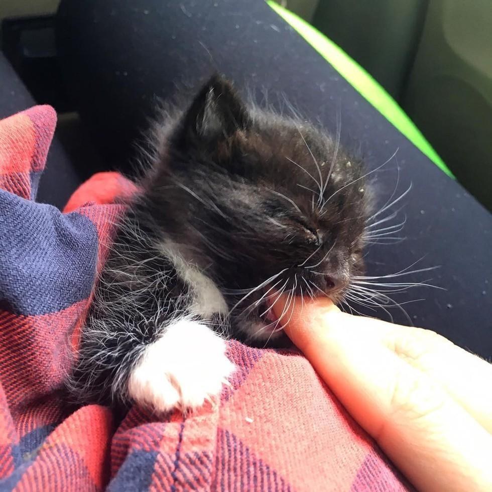 Couple Saves Motherless Kitten From a Field, What a Difference One Day ...