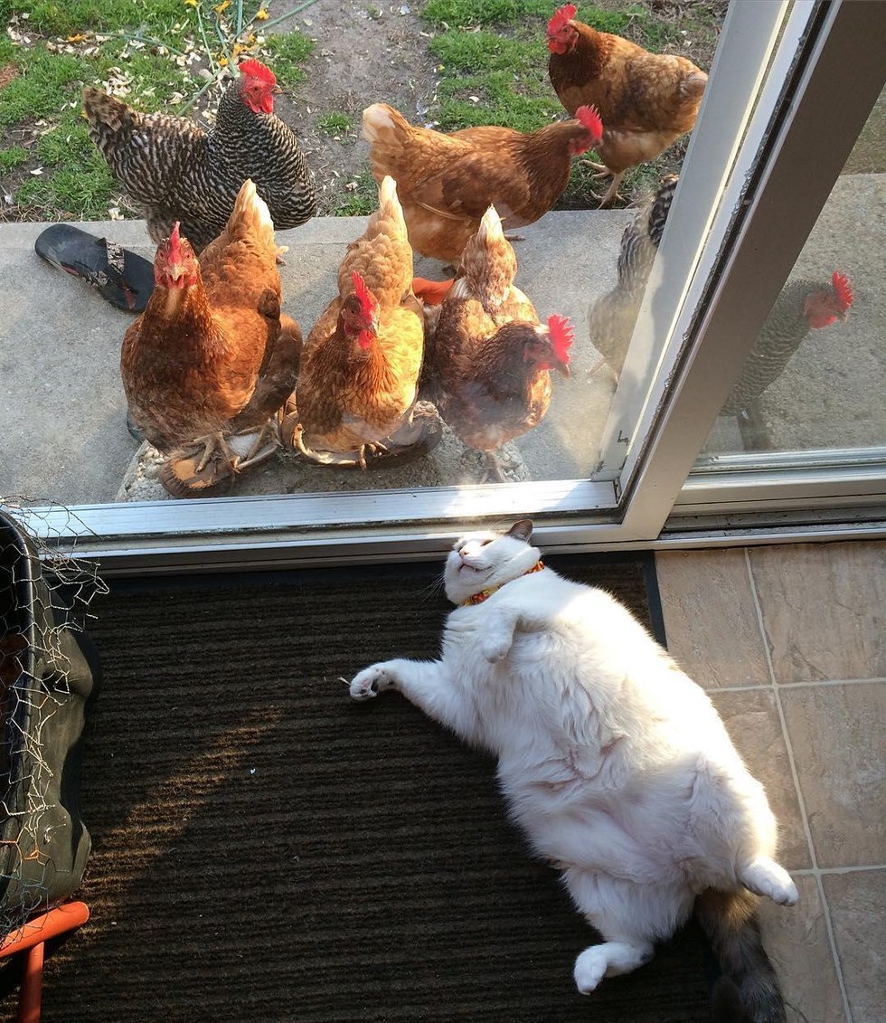 This Cat Has No Idea Why Chickens Are So Obsessed With Him... (More
