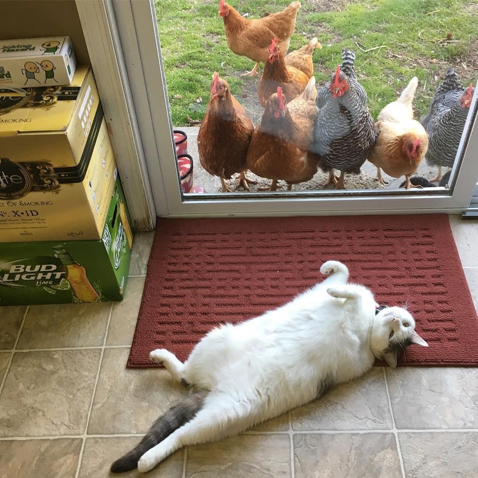 This Cat Has No Idea Why Chickens Are So Obsessed With Him... (More