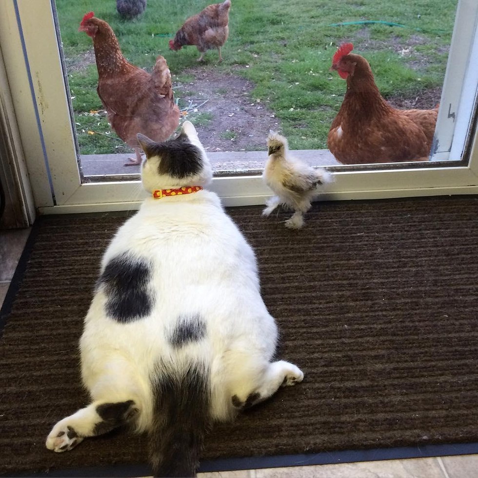 This Cat Has No Idea Why Chickens Are So Obsessed With Him... (More