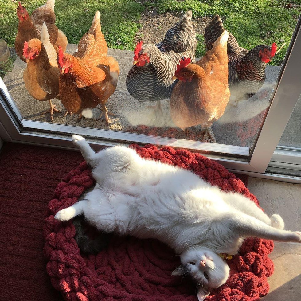 This Cat Has No Idea Why Chickens Are So Obsessed With Him 