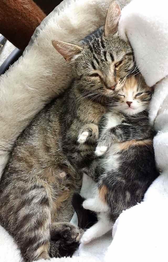 Stray Cat Mom Brings Her Single Kitten to Man Who Saved ...