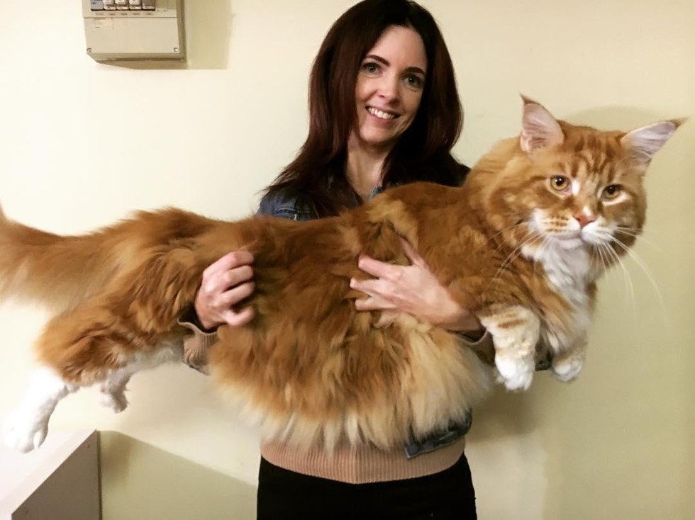 Cat Can Barely Contain His Fluff, May Be the Longest Cat in the World ...