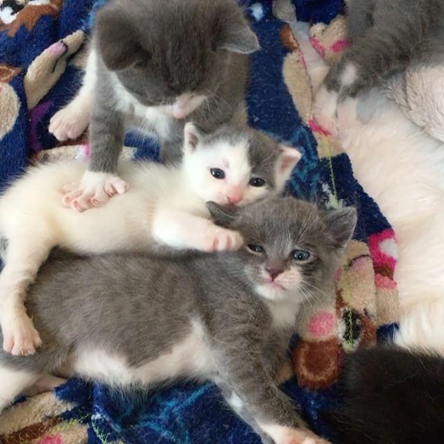 Stray Cat with Thumbs Surprises Rescuers with Litter of Kittens with