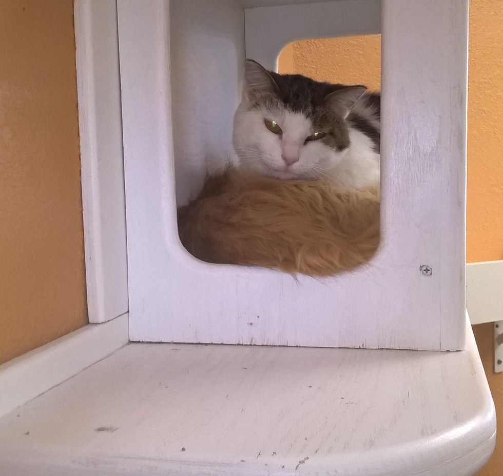 Two Cats Who Lived Rough Lives, Find Each Other at Shelter, Something