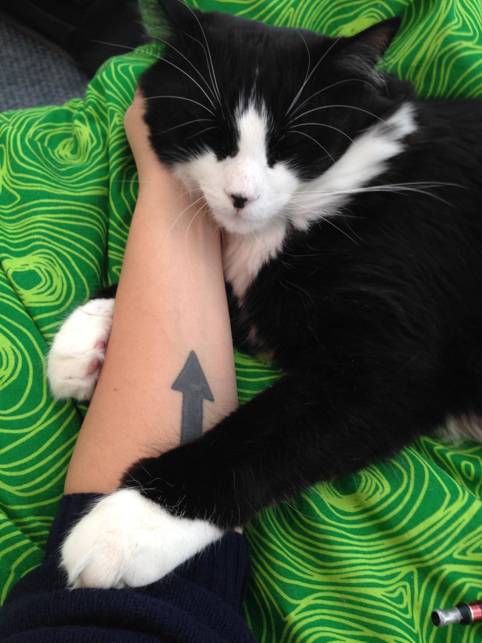 Cat Who Was Returned to Shelter Five Times for Being "Too Demanding