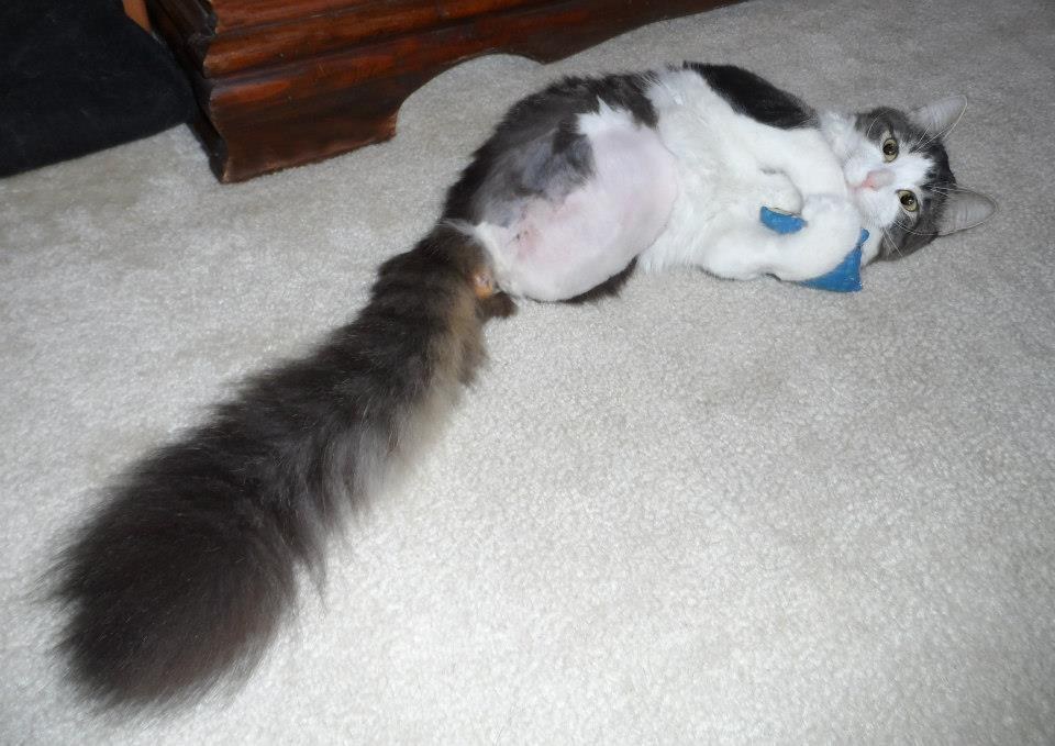 Cat, Who was Born with Two Legs, Uses His Fluffy Tail to Walk and It's