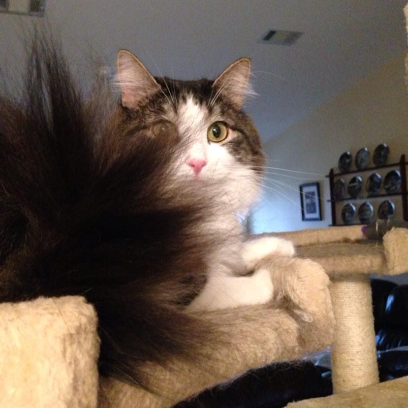 Cat Who Was Born With Two Legs Uses His Fluffy Tail To Walk And Its