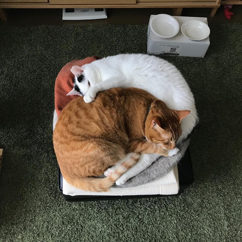 Shelter Kitty Saved by Family is Taken in By a Ginger Cat and His