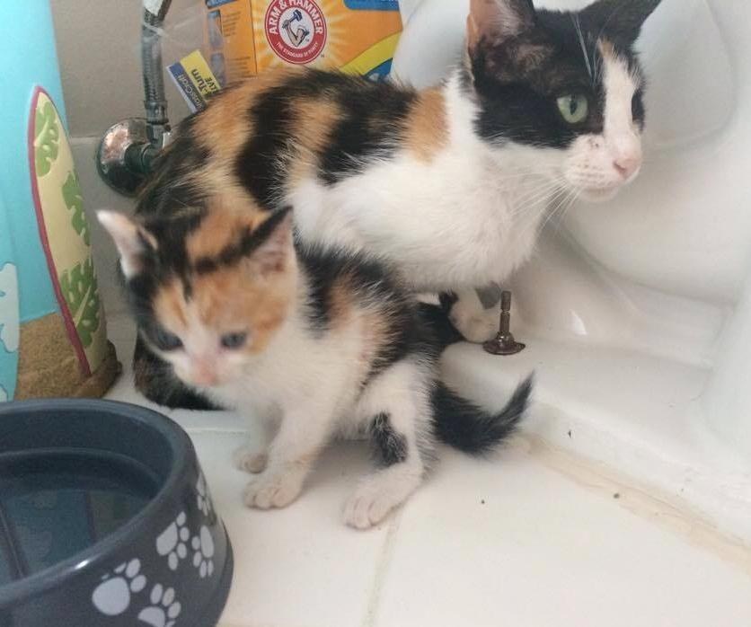 Mama Cat Surprises Rescuers What a Rare Calico Her Baby is