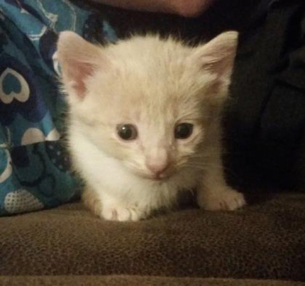 Kitten Cries After His Siblings Were All Adopted Finds
