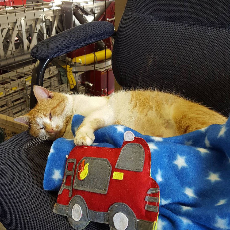 Stray Cat Saunters Into Firehouse and Decides the Crew Will Be His