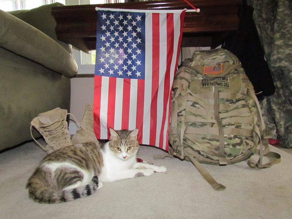 Stray Cat Steals Heart of Soldier Who Refuses to Leave Her Behind ...